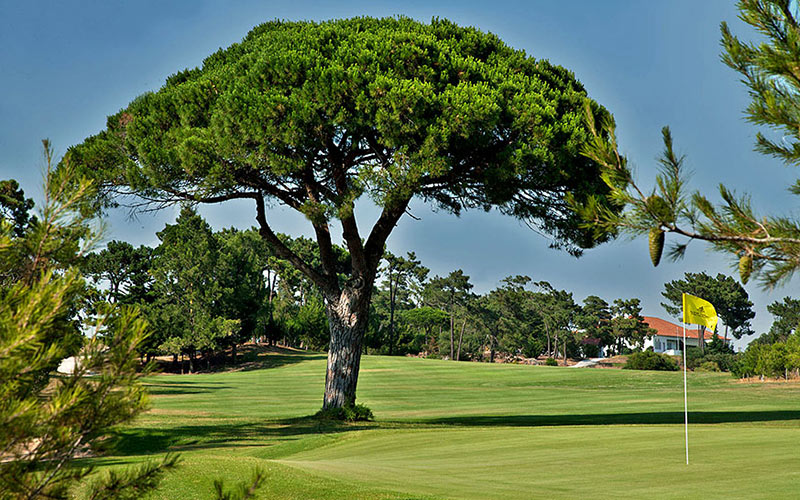 estoril golf course portugal tree